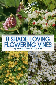 different types of flowers with the words 8 shade loving flowering vines on top of them