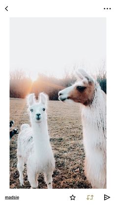 two llamas standing next to each other in a field