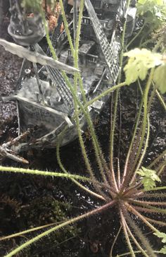 the plant is growing out of the ground in front of an old metal structure with stairs on it