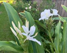 some white flowers are growing in the grass