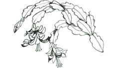 a drawing of some flowers on a white background