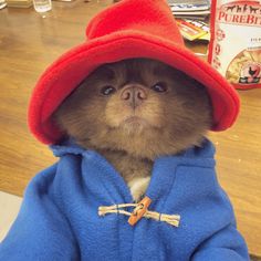 a small dog wearing a red hat and blue coat