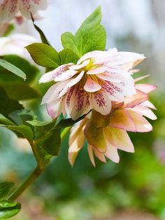 pink and white flowers with green leaves in the foreground