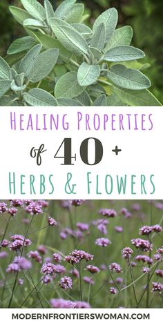 herbs and flowers with text overlay that reads, the health properties of herbs and flowers