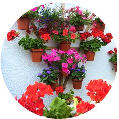 many potted flowers are arranged on the wall