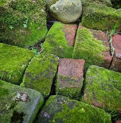 green moss growing on rocks in the woods