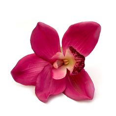 a single pink flower on a white background