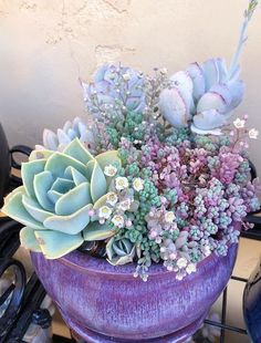 a purple pot filled with lots of succulents