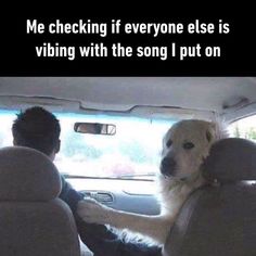 a dog sitting in the passenger seat of a car