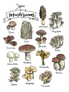 an illustration of different types of mushrooms