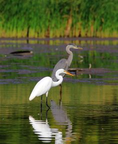 two birds are standing in the water next to each other