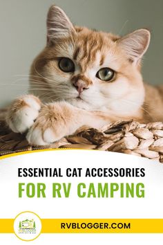 Essential Cat Accessories for RV Camping Cat Accessories Diy, Cat Camping, Rv Pet, Cat Travel Accessories, Animal Tips, Cats Accessories, Rv Tent