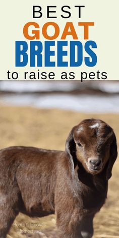 a brown goat standing on top of a dry grass field next to the words best goat breeds to raise as pets