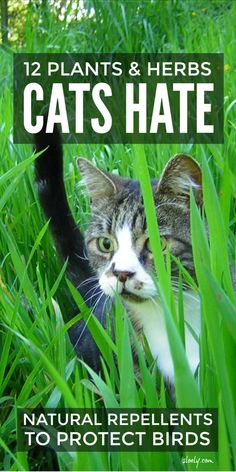 a cat walking through tall grass with the caption, 12 plants & herbs cats hate natural repellents to protect birds