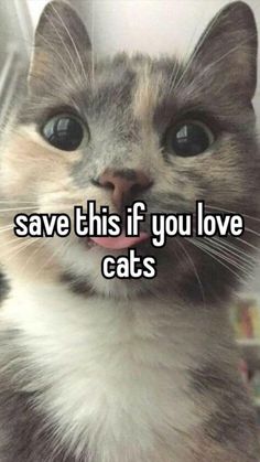 a cat with its mouth open and the caption says, save this if you love cats