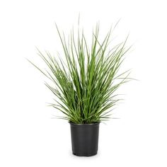 a green plant in a black pot on a white background