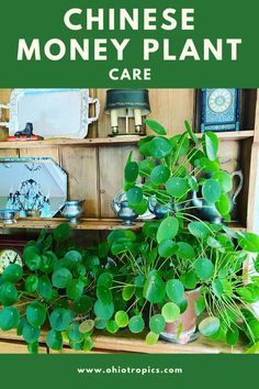 there is a shelf with plants on it and the words, chinese money plant care