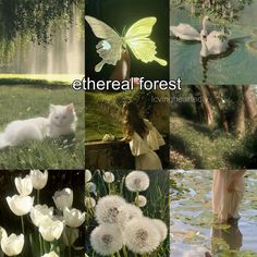 there is a collage of pictures with flowers and animals in the grass, one has a butterfly on it