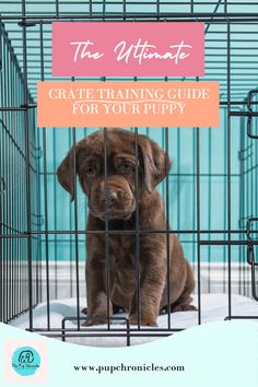 a brown puppy sitting in a cage with the words, the ultimate crate training guide for your puppy