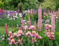 a garden filled with lots of purple and white flowers next to trees in the background