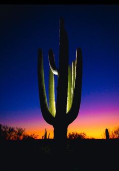 the sun is setting behind a large cactus