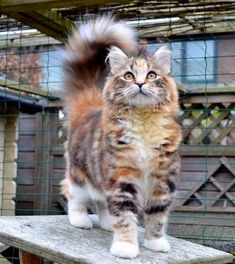 a cat standing on top of a wooden bench in front of a fenced area