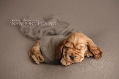 a small brown dog laying on top of a bed next to a gray blanket and pillow