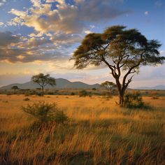 a tree in the middle of an open field with mountains in the background at sunset