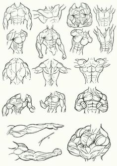 an image of the muscles drawn in pencil