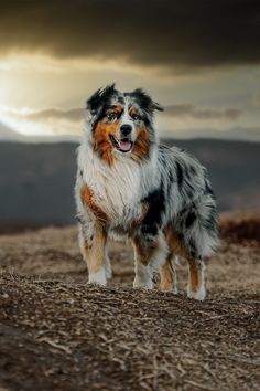 a blue merle and white dog standing on top of a dry grass covered field