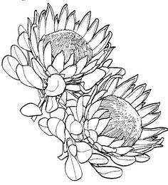 Plant Drawing, Flower Coloring Pages, Flowers Art, Art Drawings Sketches