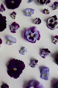 purple and white pansies are scattered on the surface