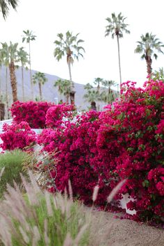 pink flowers and palm trees line the side of a road in front of a mountain