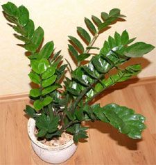 a potted plant sitting on top of a wooden floor