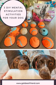 two dogs are looking at the camera with their toys in front of them