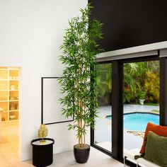 a potted plant next to a window in a living room