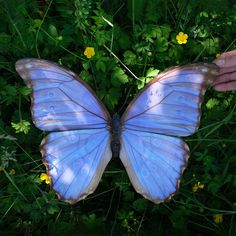 a blue butterfly sitting on top of green grass next to yellow wildflowers and a person's hand