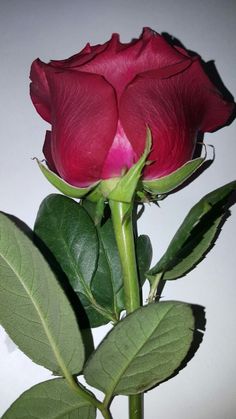 a single red rose with green leaves on a white background