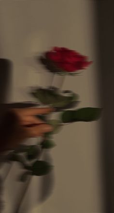 blurry photograph of two red roses being held by someone's hand in front of a white wall