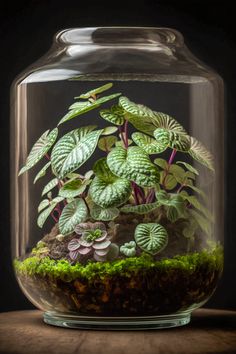 Cute plant terrarium DIY in glass Best Terrarium Plants, Closed Terrarium Plants, Plants In Jars, Beautiful Terrariums, Mini Terrarium, Plant Terrarium, Bottle Garden, Moss Garden, Indoor Gardens