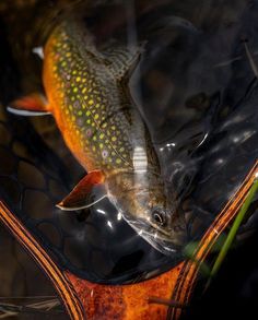 a fish that is floating in the water with grass around it and another fish behind it