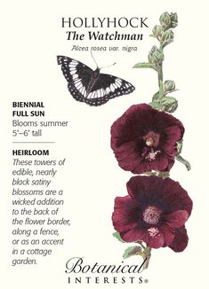 the botanical interest guide for hollyhock and the watchman