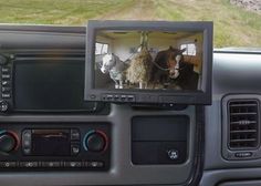 the inside of a car with two horses on it's screen and another horse in the background