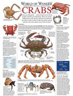 the world of wonder crabs is shown in this poster, which shows different types of crabs