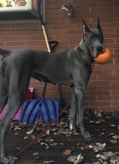 a large black dog standing next to a brick wall with an orange ball in its mouth