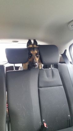 a dog sitting in the back seat of a car with his head sticking out from behind the seats