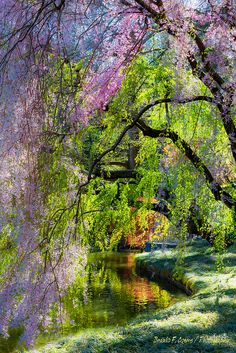 the trees are blooming and reflecting in the water