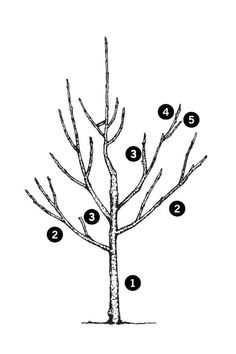 a drawing of a tree with numbers on it and the branches labeled in black ink