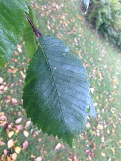 a green leaf hanging from the side of a tree in front of some grass and trees