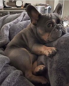 a small dog laying on top of a bed covered in gray blankets with his paw resting on the pillow